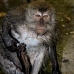 monkey_macaque_balinese_mf_ubud_v_0691_bal0701.jpg